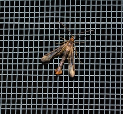 Synanthedon acerni