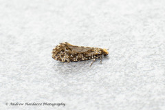 Triaxomera parasitella