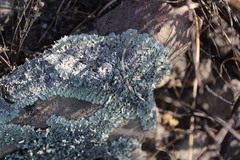 Xanthoparmelia