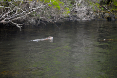 Lontra provocax