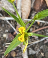 Tricoryne humilis