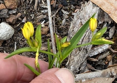 Tricoryne humilis