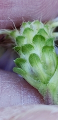Eurybia surculosa