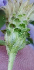 Eurybia surculosa