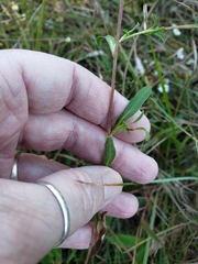 Eurybia surculosa