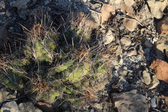 Thelocactus bicolor bicolor