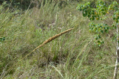 longspike tridens (Tridens strictus)