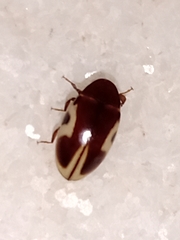 Chelonarium ornatum