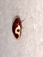 Chelonarium ornatum
