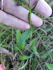 Eurybia surculosa