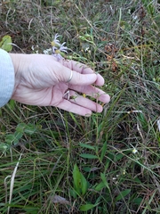 Eurybia surculosa