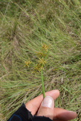 Cyperus haspan
