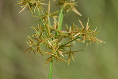 Cyperus haspan
