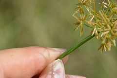 Cyperus haspan