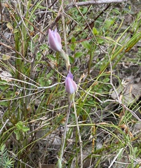 Thelymitra paludosa