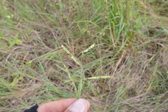 Paspalum denticulatum