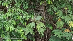 Macaranga bancana