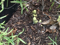 Leucocoprinus birnbaumii