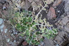 Sedum glabrum