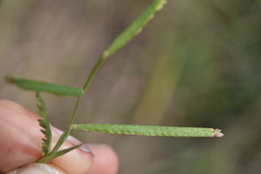 Paspalum denticulatum
