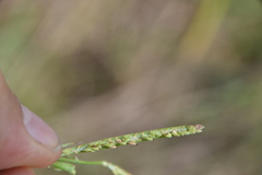 Paspalum denticulatum
