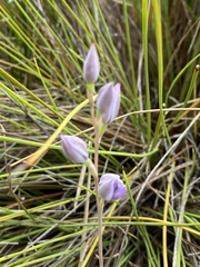 Thelymitra paludosa