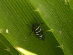 Balacha melanocephala