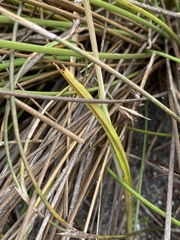 Thelymitra paludosa