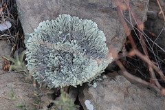 Xanthoparmelia