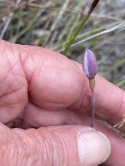 Thelymitra paludosa