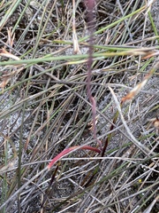 Thelymitra paludosa