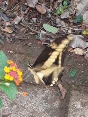 Heraclides thoas brasiliensis
