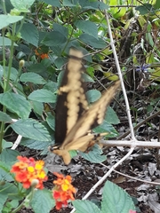 Heraclides thoas brasiliensis