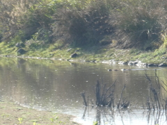 Myocastor coypus