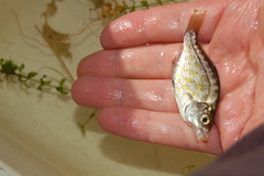 Hysterocarpus traskii pomo