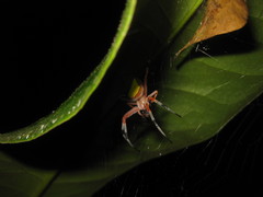 Eriophora nephiloides
