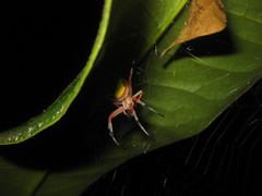 Eriophora nephiloides