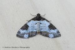 Melanthia procellata