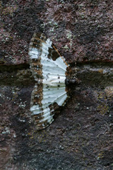 Melanthia procellata