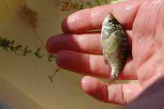 Hysterocarpus traskii pomo