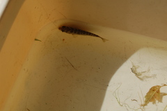 Hysterocarpus traskii pomo