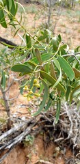 Santalum lanceolatum