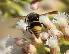 Pachodynerus guadulpensis