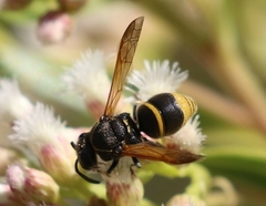 Pachodynerus guadulpensis