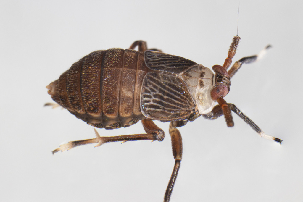 Pissonotus aphidioides