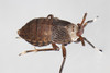 Pissonotus aphidioides - Photo (c) solomon hendrix, some rights reserved (CC BY-NC), uploaded by solomon hendrix
