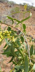 Santalum lanceolatum