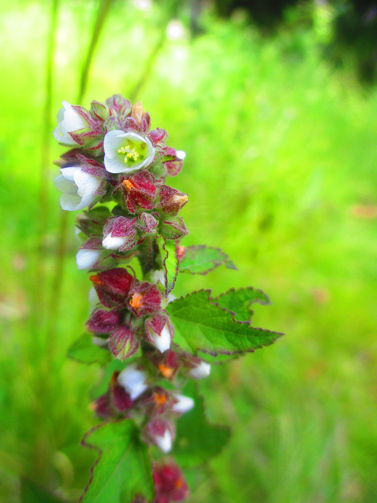 Kearnemalvastrum subtriflorum