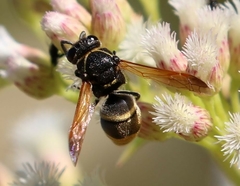 Pachodynerus guadulpensis