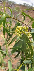 Santalum lanceolatum